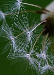 The Rare Aster