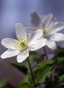 The Rare Aster