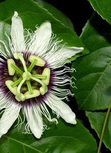 The Rare Aster