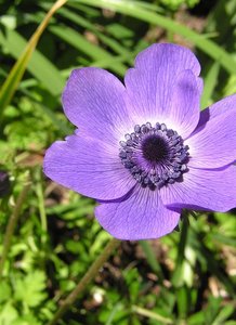 The Rare Aster