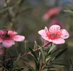 The Rare Aster