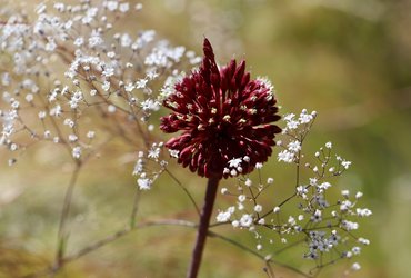 The Rare Aster