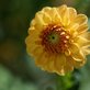 The Rare Aster
