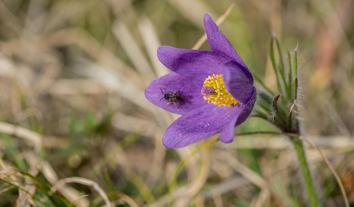 The Rare Aster
