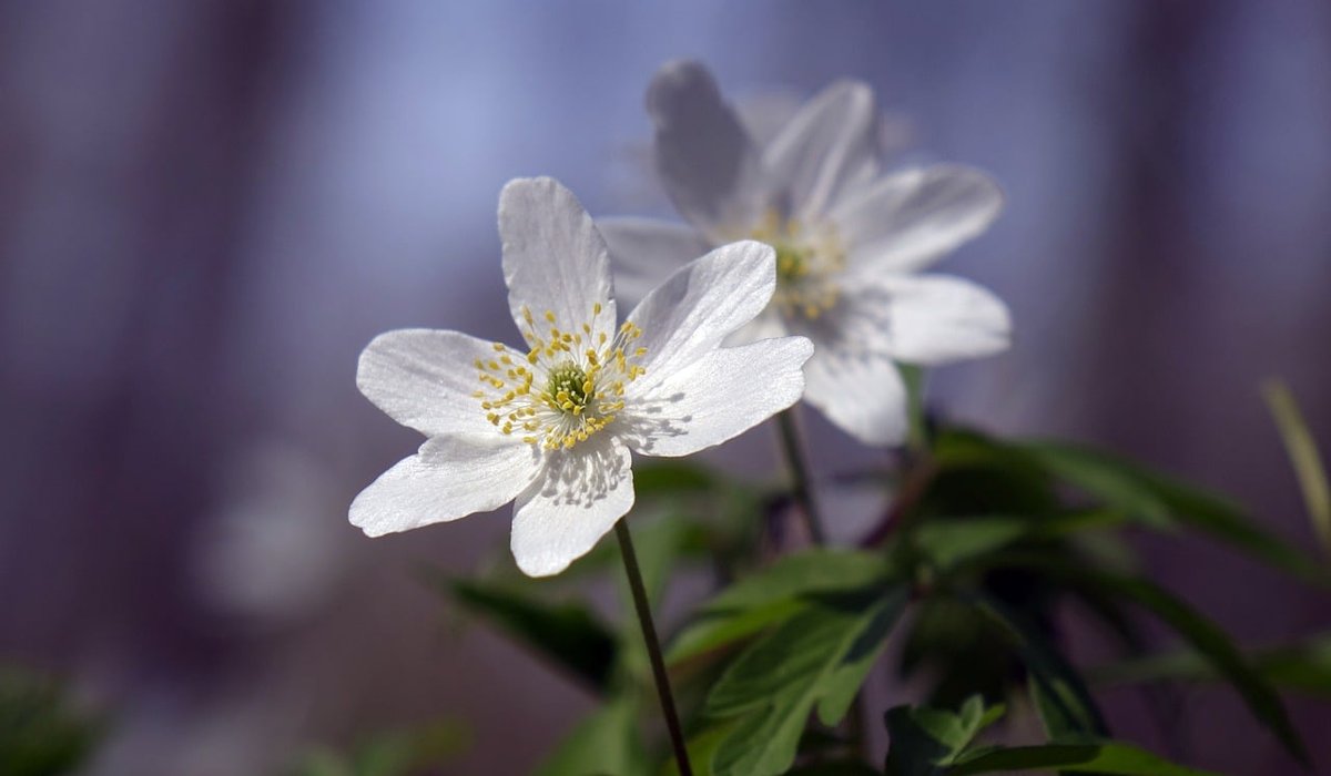 The Rare Aster