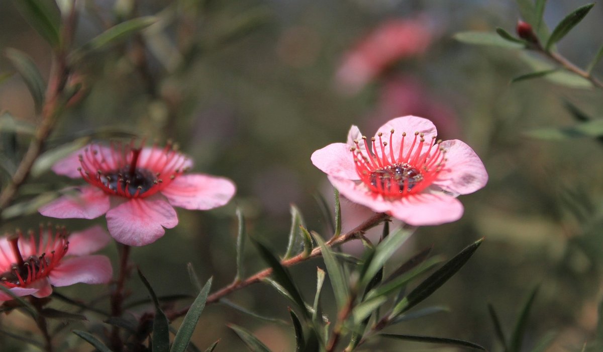 The Rare Aster